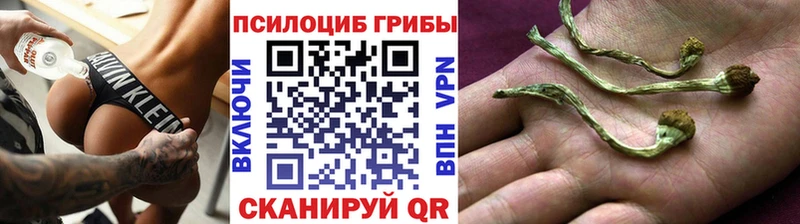 Галлюциногенные грибы Psilocybine cubensis  Курчатов 