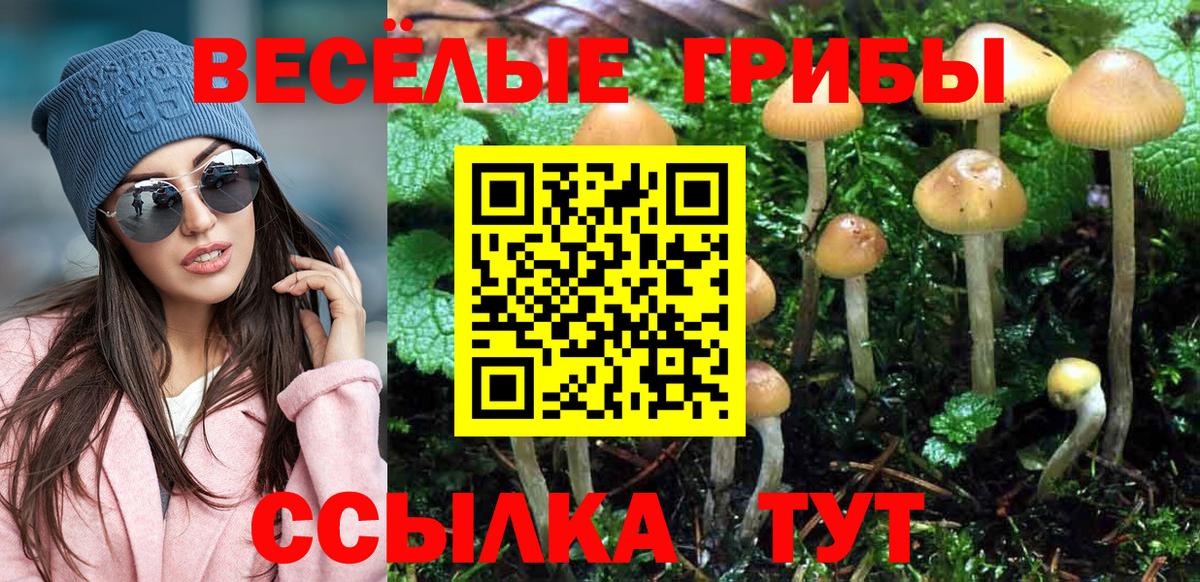 Псилоцибиновые грибы Psilocybe Курчатов